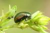 Chrysolina hyperici